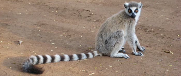 Lemure Cauda Longa