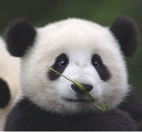 Reflexos do Panda no Brasil